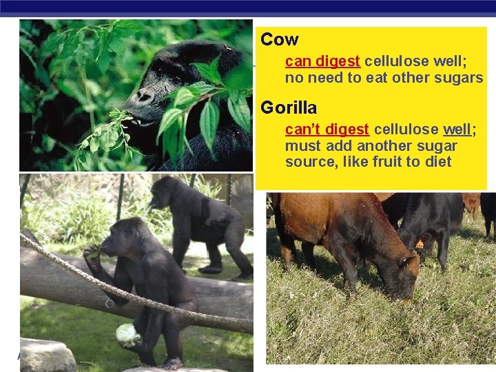 Cow can digest cellulose well; no need to eat other sugars Gorilla can’t digest