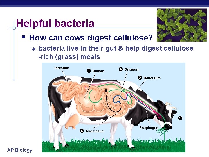 Helpful bacteria § How can cows digest cellulose? u AP Biology bacteria live in