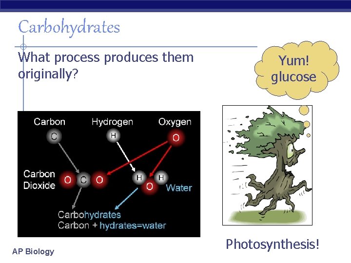 Carbohydrates What process produces them originally? AP Biology Yum! glucose Photosynthesis! 