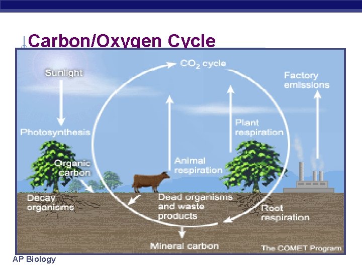Carbon/Oxygen Cycle AP Biology 