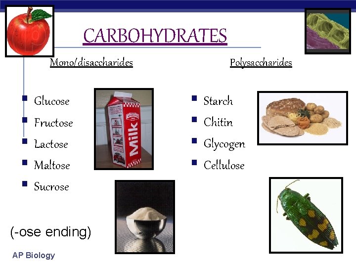 CARBOHYDRATES Mono/disaccharides § Glucose § Fructose § Lactose § Maltose § Sucrose (-ose ending)