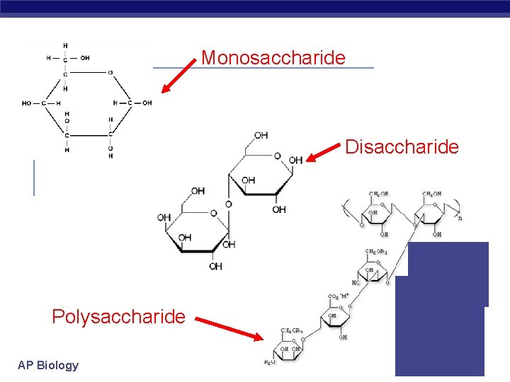 Monosaccharide Disaccharide Polysaccharide AP Biology 