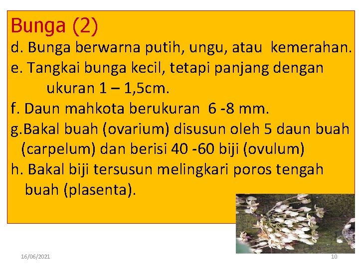 Bunga (2) d. Bunga berwarna putih, ungu, atau kemerahan. e. Tangkai bunga kecil, tetapi