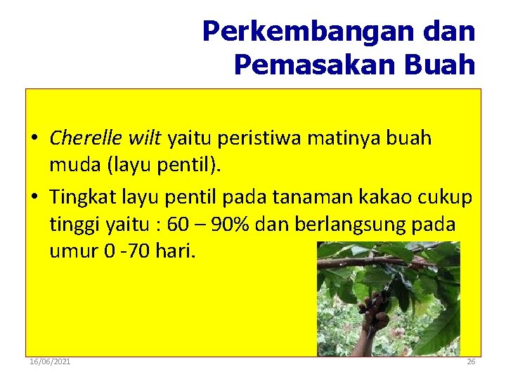 Perkembangan dan Pemasakan Buah • Cherelle wilt yaitu peristiwa matinya buah muda (layu pentil).