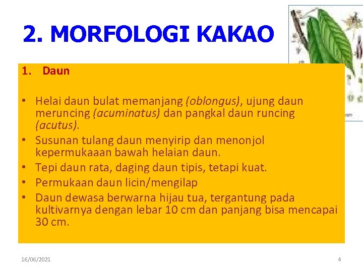 2. MORFOLOGI KAKAO 1. Daun • Helai daun bulat memanjang (oblongus), ujung daun meruncing