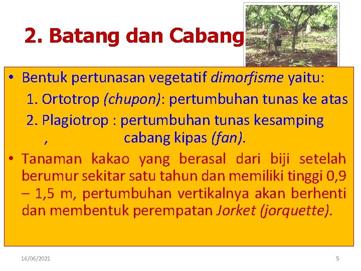 2. Batang dan Cabang • Bentuk pertunasan vegetatif dimorfisme yaitu: 1. Ortotrop (chupon): pertumbuhan