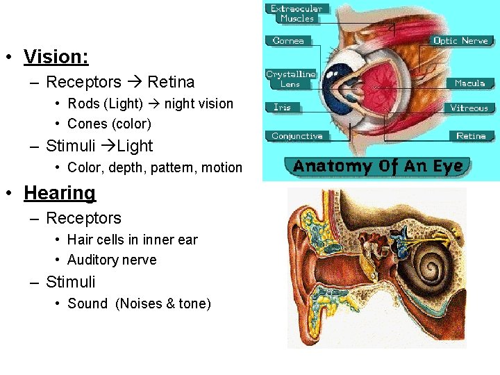  • Vision: – Receptors Retina • Rods (Light) night vision • Cones (color)