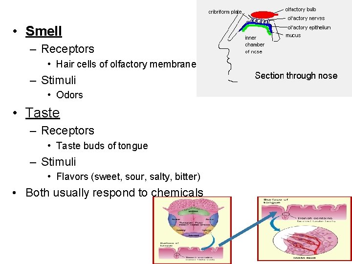  • Smell – Receptors • Hair cells of olfactory membrane – Stimuli •
