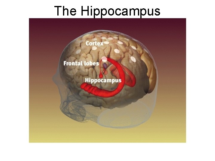 The Hippocampus 