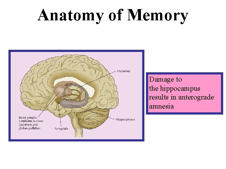 Anatomy of Memory Damage to the hippocampus results in anterograde amnesia 