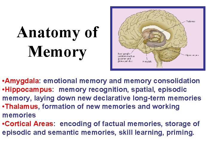 Anatomy of Memory • Amygdala: emotional memory and memory consolidation • Hippocampus: memory recognition,