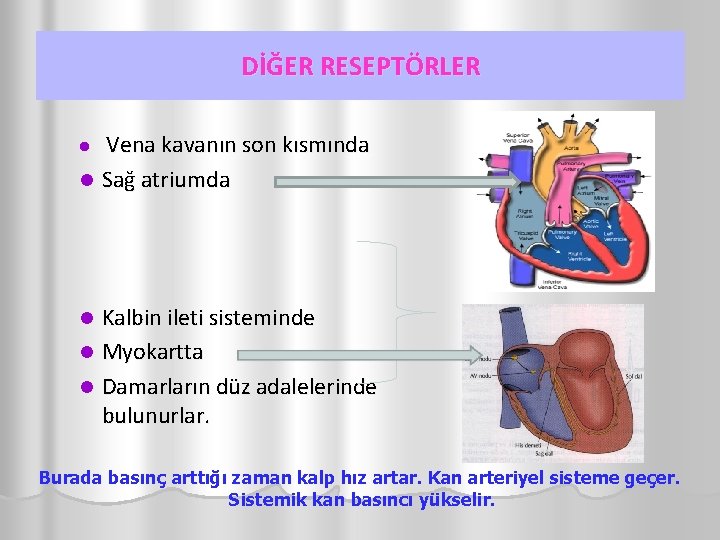 DİĞER RESEPTÖRLER Vena kavanın son kısmında l Sağ atriumda l Kalbin ileti sisteminde l