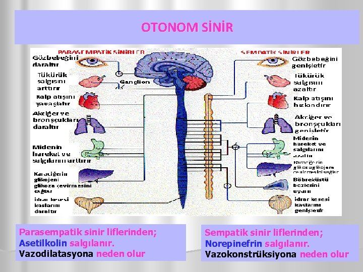 OTONOM SİNİR Parasempatik sinir liflerinden; Asetilkolin salgılanır. Vazodilatasyona neden olur Sempatik sinir liflerinden; Norepinefrin