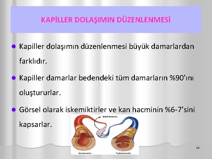 KAPİLLER DOLAŞIMIN DÜZENLENMESİ l Kapiller dolaşımın düzenlenmesi büyük damarlardan farklıdır. l Kapiller damarlar bedendeki