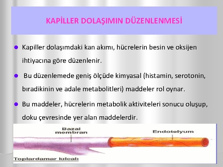 KAPİLLER DOLAŞIMIN DÜZENLENMESİ l Kapiller dolaşımdaki kan akımı, hücrelerin besin ve oksijen ihtiyacına göre