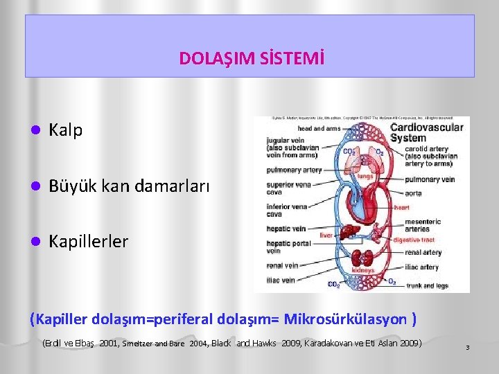 DOLAŞIM SİSTEMİ l Kalp l Büyük kan damarları l Kapillerler (Kapiller dolaşım=periferal dolaşım= Mikrosürkülasyon