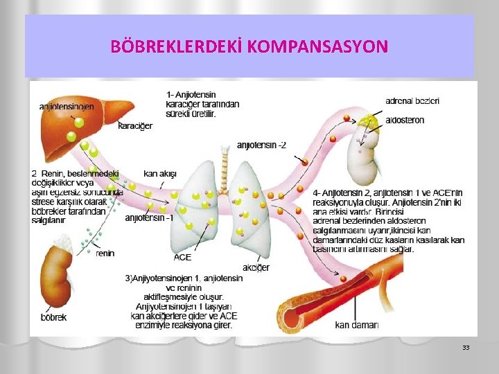 BÖBREKLERDEKİ KOMPANSASYON 33 