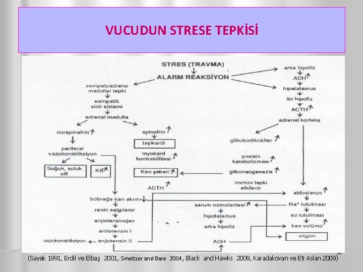 VUCUDUN STRESE TEPKİSİ 36 (Sayek 1991, Erdil ve Elbaş 2001, Smeltzer and Bare 2004,