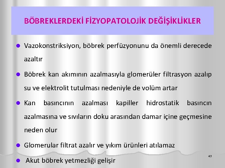 BÖBREKLERDEKİ FİZYOPATOLOJİK DEĞİŞİKLİKLER l Vazokonstriksiyon, böbrek perfüzyonunu da önemli derecede azaltır l Böbrek kan