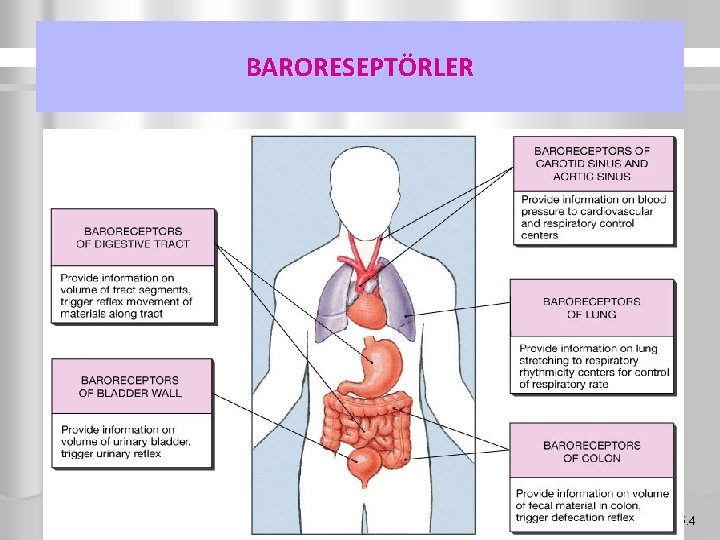 BARORESEPTÖRLER Figure 15. 4 