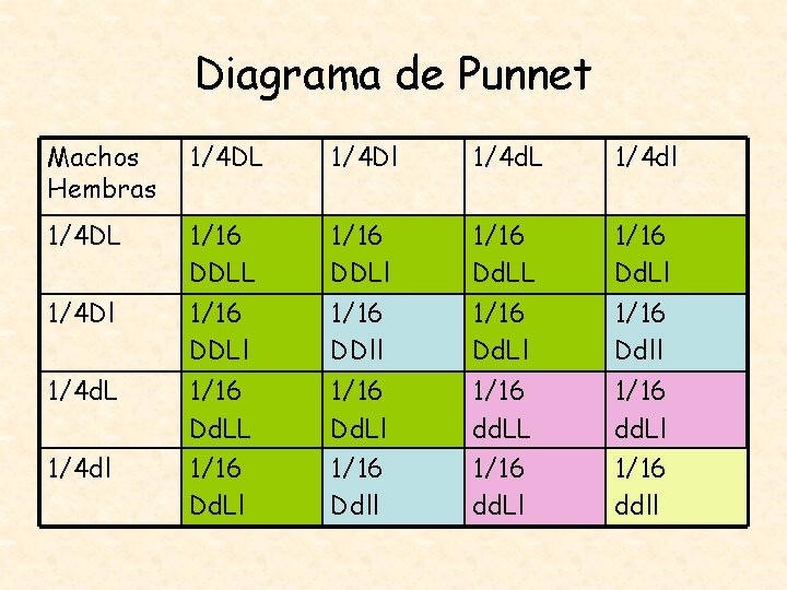 Diagrama de Punnet Machos Hembras 1/4 DL 1/4 Dl 1/4 d. L 1/4 dl