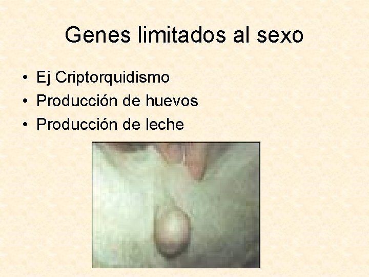 Genes limitados al sexo • Ej Criptorquidismo • Producción de huevos • Producción de