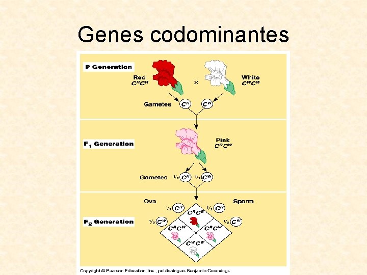Genes codominantes 