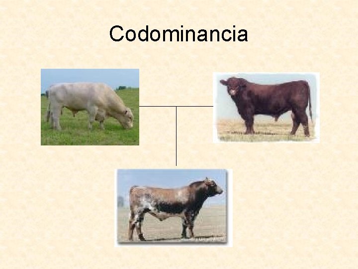 Codominancia 