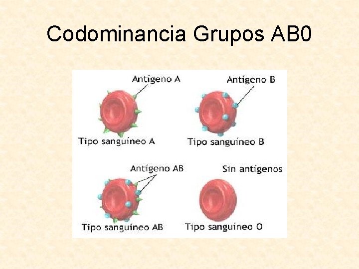 Codominancia Grupos AB 0 