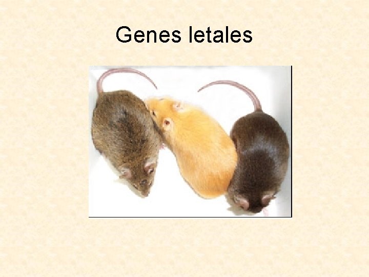 Genes letales 