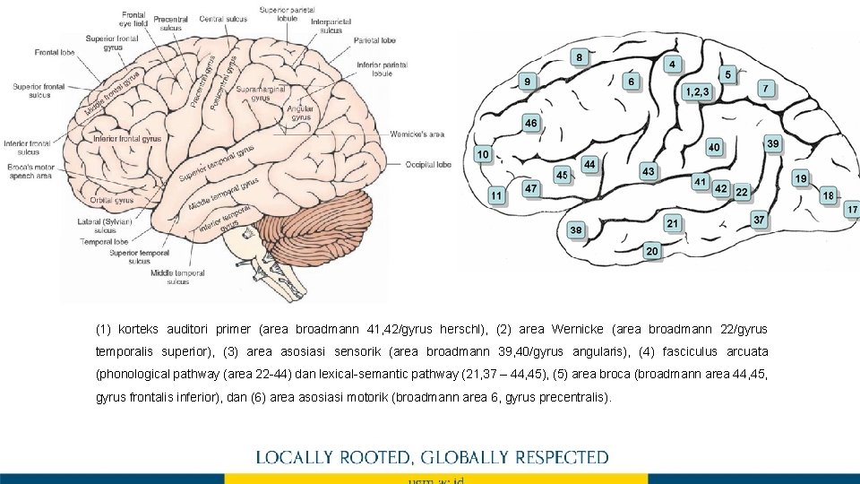 (1) korteks auditori primer (area broadmann 41, 42/gyrus herschl), (2) area Wernicke (area broadmann