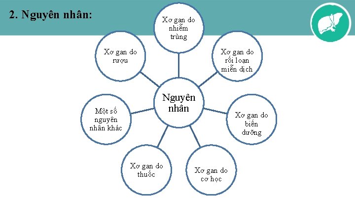 2. Nguyên nhân: Xơ gan do nhiễm trùng Xơ gan do rượu Một số