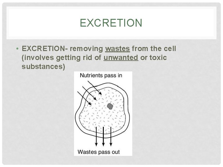 EXCRETION • EXCRETION- removing wastes from the cell (involves getting rid of unwanted or