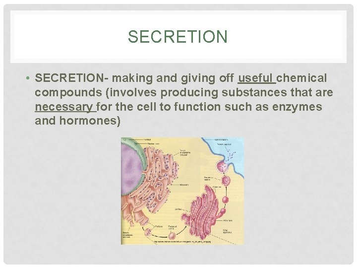 SECRETION • SECRETION- making and giving off useful chemical compounds (involves producing substances that