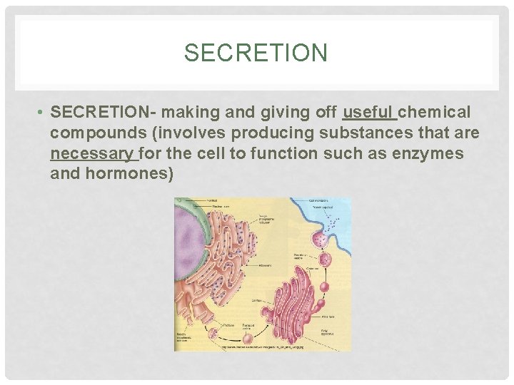 SECRETION • SECRETION- making and giving off useful chemical compounds (involves producing substances that