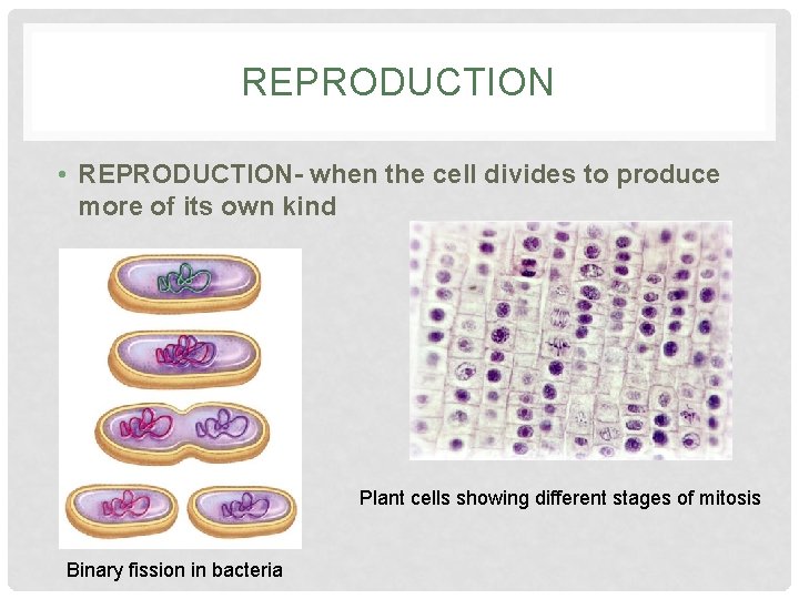 REPRODUCTION • REPRODUCTION- when the cell divides to produce more of its own kind
