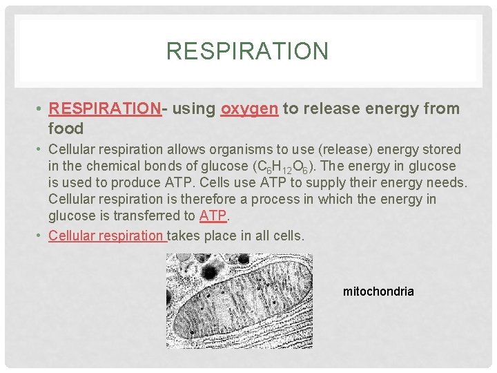 RESPIRATION • RESPIRATION- using oxygen to release energy from food • Cellular respiration allows
