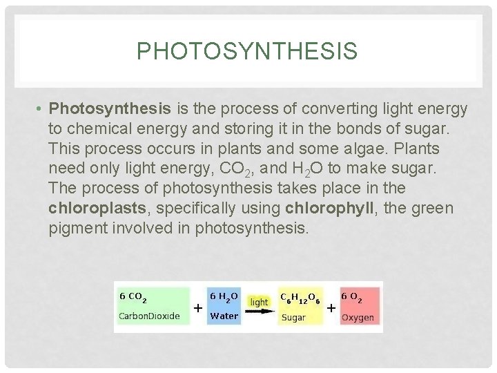 PHOTOSYNTHESIS • Photosynthesis is the process of converting light energy to chemical energy and