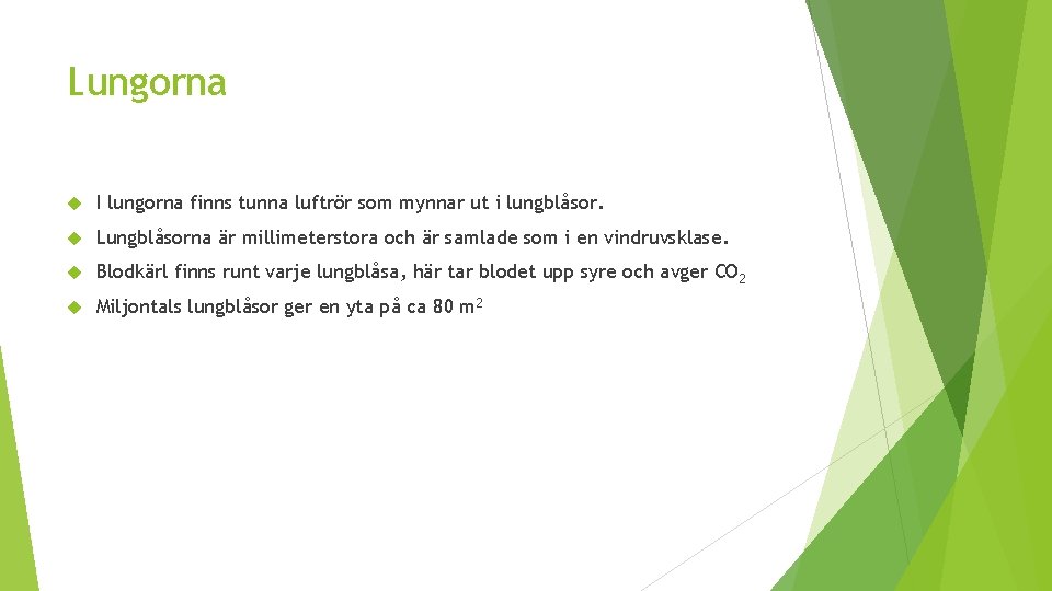 Lungorna I lungorna finns tunna luftrör som mynnar ut i lungblåsor. Lungblåsorna är millimeterstora