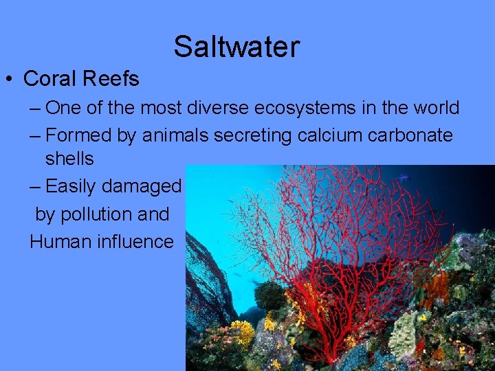 Saltwater • Coral Reefs – One of the most diverse ecosystems in the world
