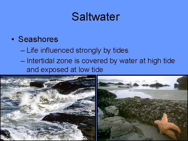 Saltwater • Seashores – Life influenced strongly by tides – Intertidal zone is covered