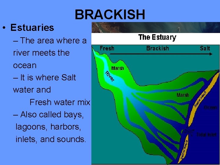  • Estuaries BRACKISH – The area where a river meets the ocean –