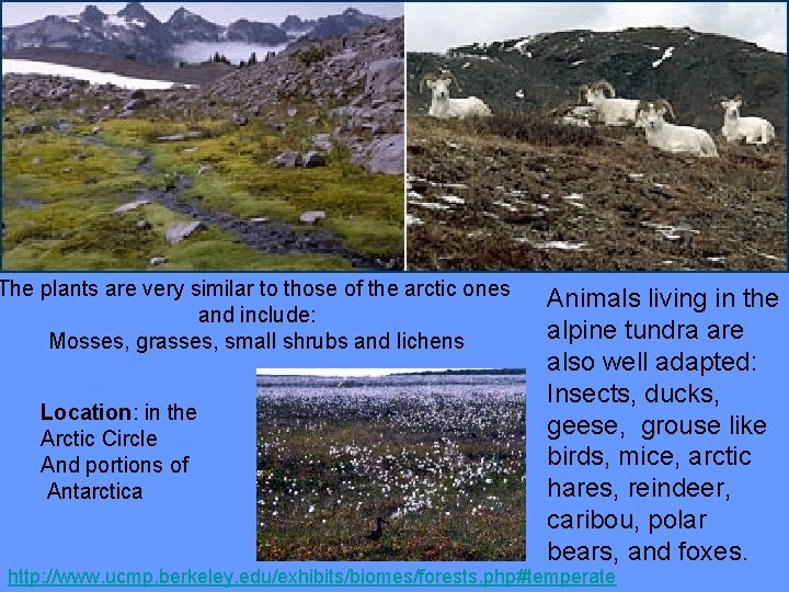 The plants are very similar to those of the arctic ones and include: Mosses,