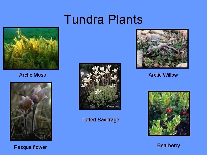Tundra Plants Arctic Moss Arctic Willow Tufted Saxifrage Pasque flower Bearberry 