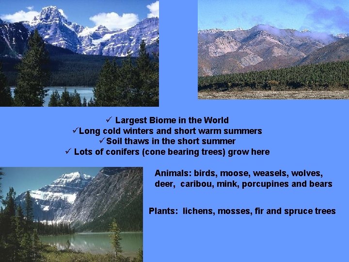 ü Largest Biome in the World üLong cold winters and short warm summers üSoil