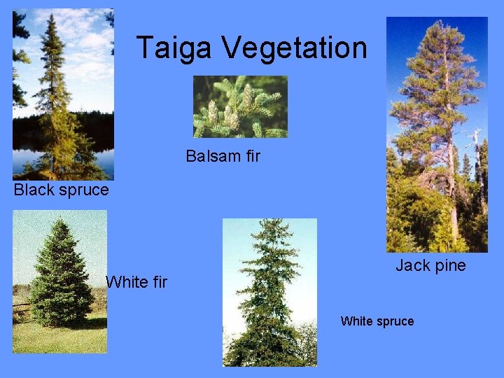 Taiga Vegetation Balsam fir Black spruce White fir Jack pine White spruce 