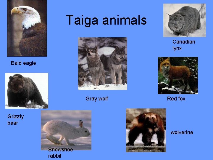 Taiga animals Canadian lynx Bald eagle Gray wolf Red fox Grizzly bear wolverine Snowshoe