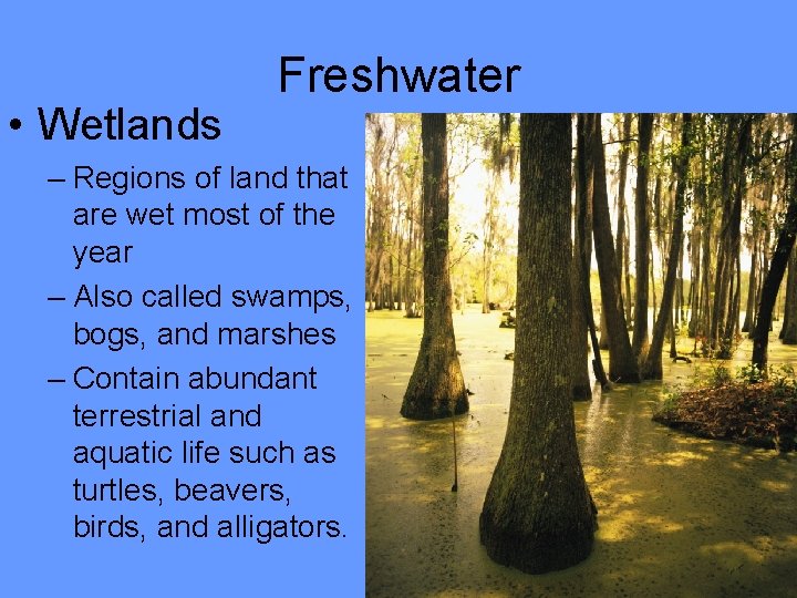  • Wetlands Freshwater – Regions of land that are wet most of the