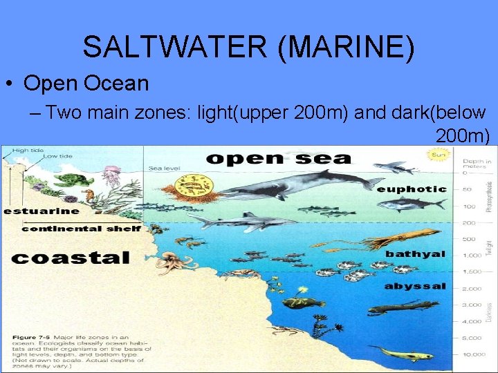 SALTWATER (MARINE) • Open Ocean – Two main zones: light(upper 200 m) and dark(below