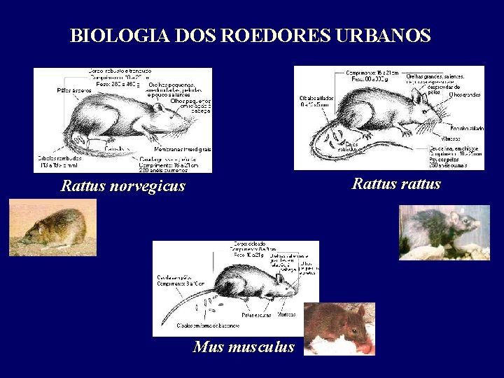 BIOLOGIA DOS ROEDORES URBANOS Rattus rattus Rattus norvegicus Mus musculus 